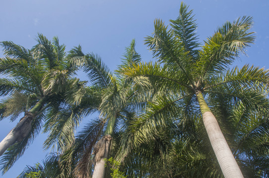大王椰子树树林