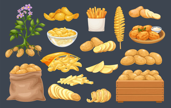 马铃薯食材或土豆料理插画素材