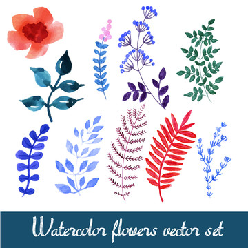 水彩植物葉片插圖