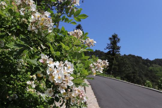 环山路上路边小花野生月季