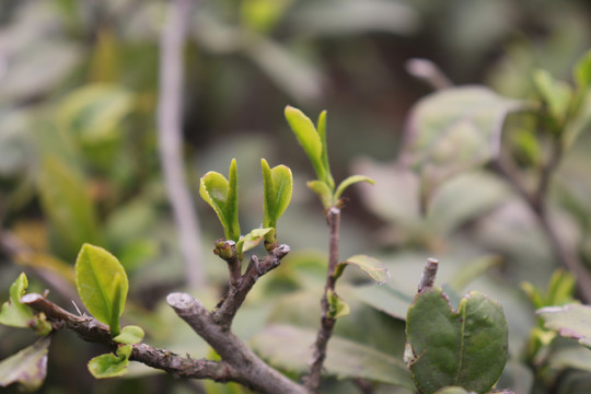 信阳毛尖茶园茶树茶叶