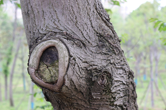 树洞树桩树干年轮树皮老树