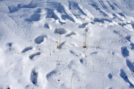 雪地印痕