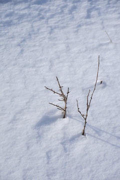 枯草雪痕