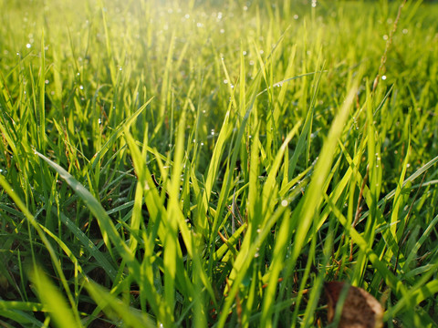 雨后早晨的小草