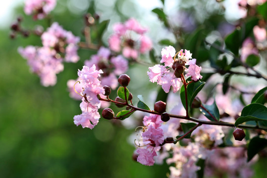 紫薇花