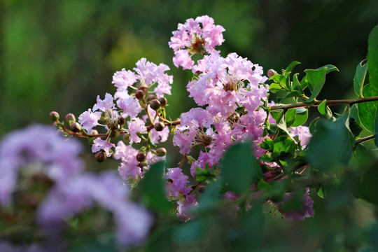 紫薇花