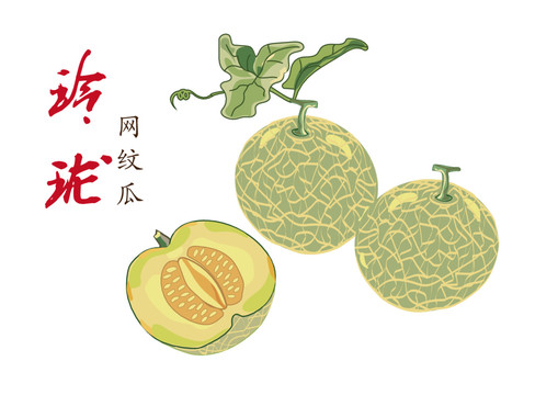 手繪網(wǎng)紋瓜矢量圖
