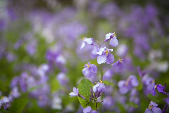 花卉种植