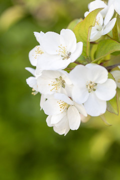 苹果花