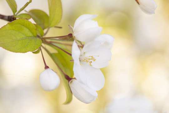 苹果花特写