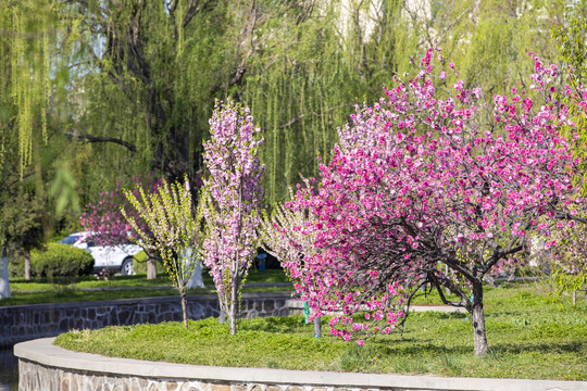 红色桃花