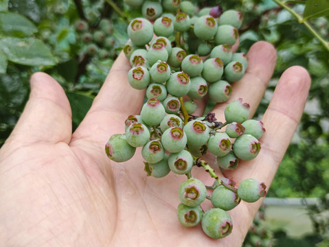 带雨青果蓝莓