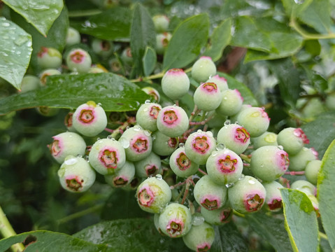 带雨未成熟蓝莓