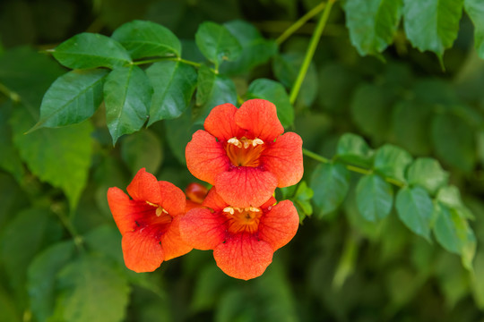 凌霄花