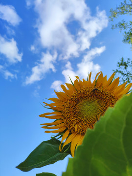 葵花照片