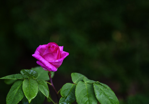 细雨中的玫瑰