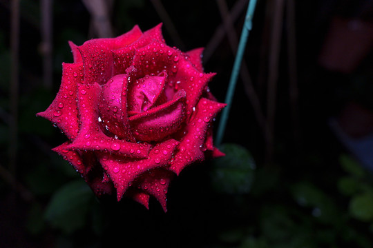 红色带露水玫瑰