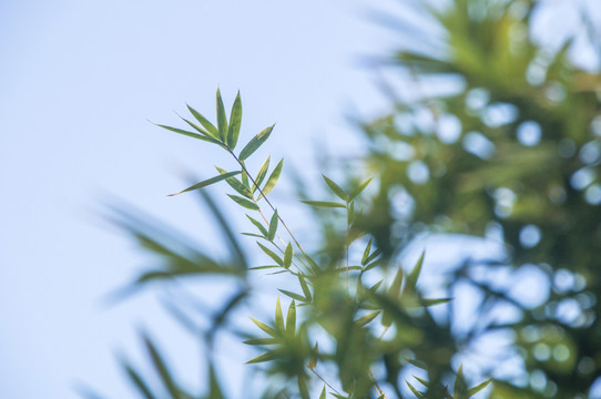 竹葉虛影裝飾素材