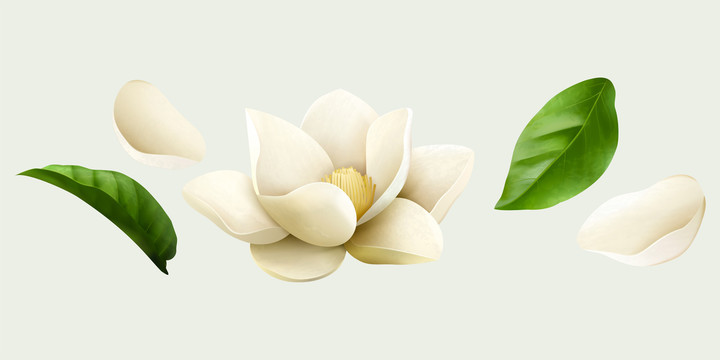 白色茉莉花與葉片微距插畫