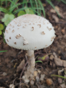 野生白蘑菇