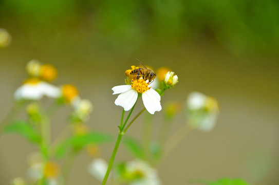 蜜蜂