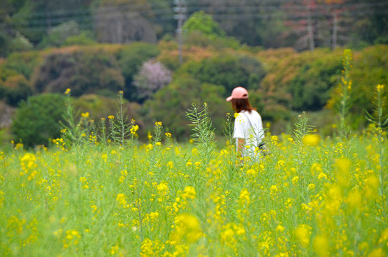 油菜花