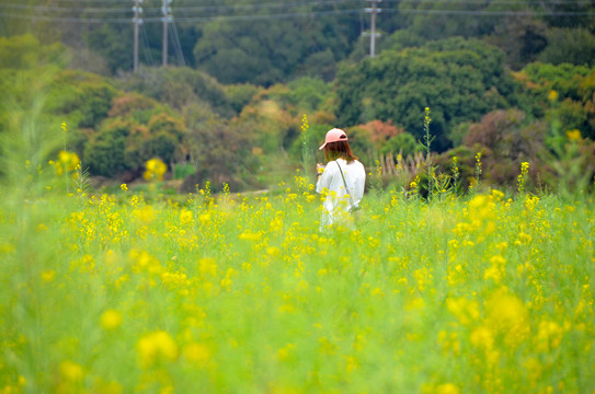 油菜花