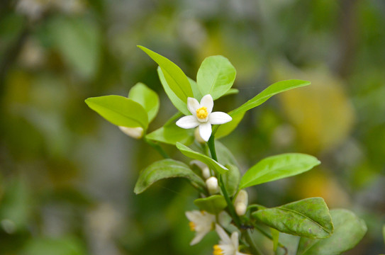 橘子树开花