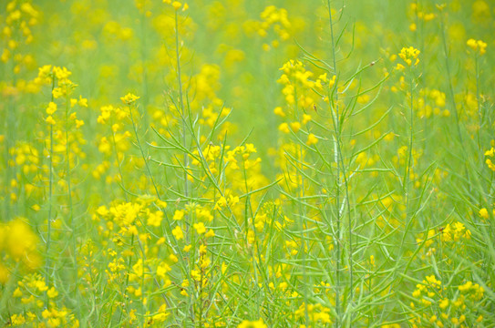 油菜花