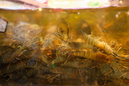 超市生鲜活虾大虾基围虾