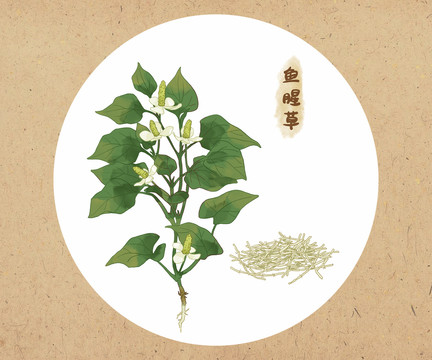 手繪魚腥草