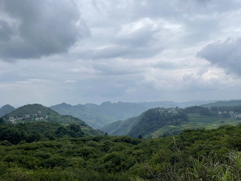 山茶油林