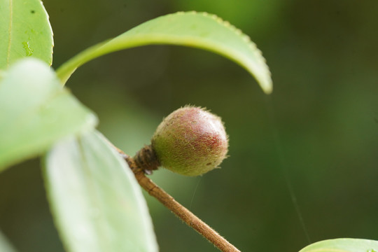 油茶籽果