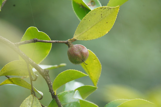 油茶籽果