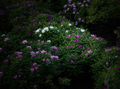 牡丹花特写照片