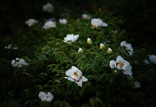 牡丹花特写照片