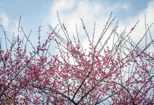 梅花特写照片