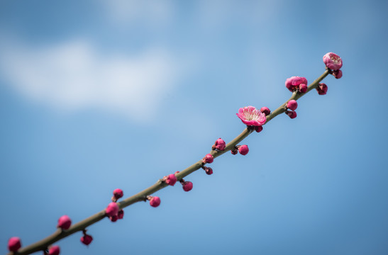 梅花特写照片