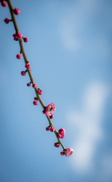 梅花特写照片