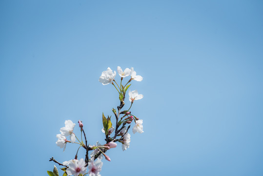 樱花特写照片