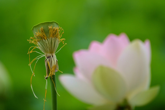 荷花