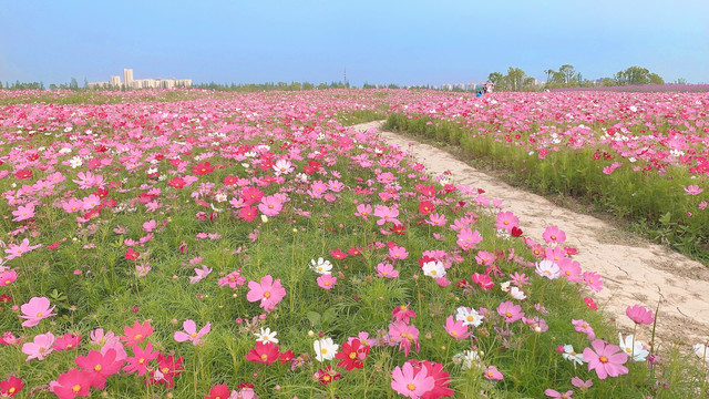 花海