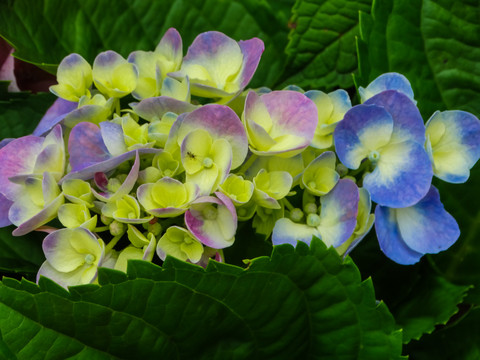 绣球花