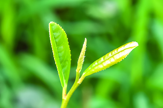 茶树芽