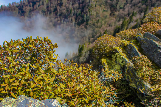 大雾山