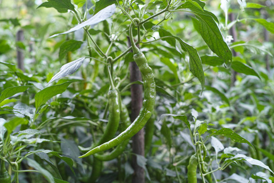 二荆条菜地新鲜二荆条