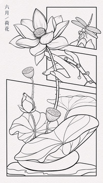 荷花六月花神海報包裝插畫