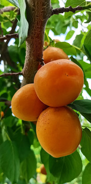 树上的黄桃
