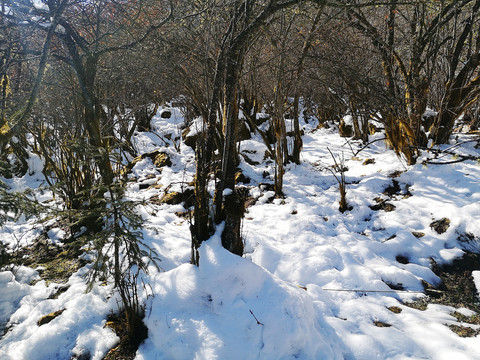 雪地丛林